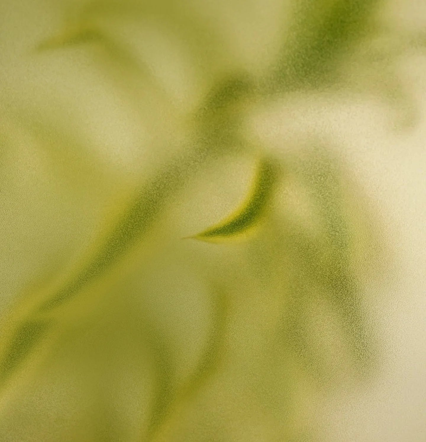 Close-up of green leaves with a blurred background