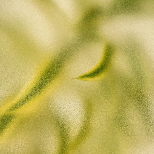 Green Tea Extract (EGCG)