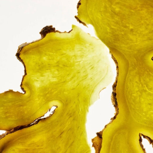 Ginger (Zingiber officinale)