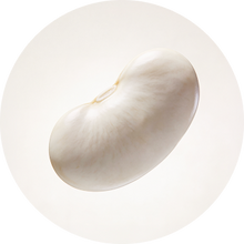 White Kidney Bean Extract (Phaseolus vulgaris)