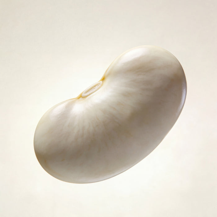 White Kidney Bean Extract (Phaseolus vulgaris)
